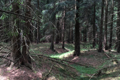 kamzik2019-04