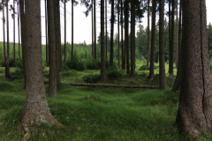 kamzik2019-05