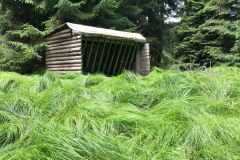 kamzik2019-06