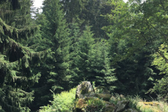 kamzik2019-09